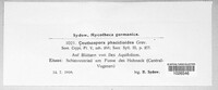 Phacidium lauri image